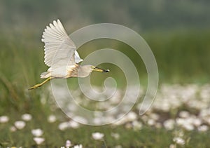 Indian Pond heron Flying