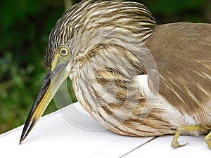 Indian pond heron,long chin close up photography photo