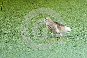 Indian pond heron or paddybird Ardeola grayii observed in the wetlands near Virar photo