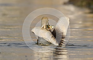 Indian pond heron in pond areas of wildlife reserves of wetlands of Pakistan