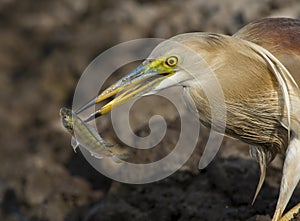 Indian pond heron in pond areas of wildlife reserves of wetlands of Pakistan