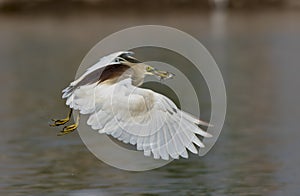 Indian pond heron in pond areas of wildlife reserves of wetlands of Pakistan