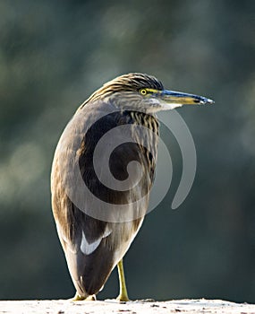 Indian pond heron in pond areas of wildlife reserves of wetlands of Pakistan photo