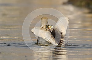 Indian pond heron preying fish in pond areas of wildlife reserves of wetlands of Pakistan