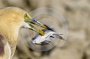 Indian pond heron preying fish in pond areas of wildlife reserves of wetlands of Pakistan