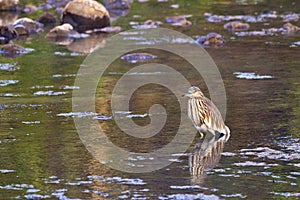 Indian Pond Heron, Royal Bardia National Park, Nepal