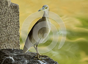 Indian pond heron