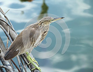 Indian Pond Heron.