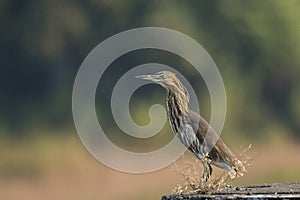 Indian pond heron sitting on wall