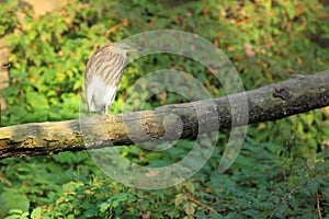 Indian pond heron
