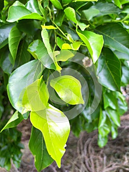 Indian pongam tree with beautiful yellowish green leaves