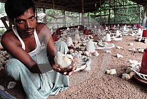 INDIAN POULTRY FARM