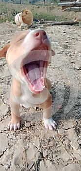 Indian puppy dog open mouth