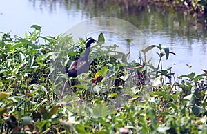 Indian Purple Moor Hen