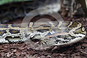 Indian python