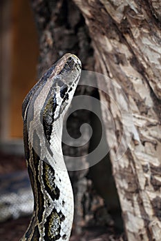 Indian python