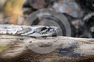 Indian Python Snake on branch.