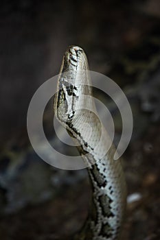 Indian python head detail