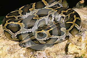 Indian Python, python molurus, Adult standing on Rock