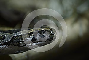 Indian Python - Python molurus