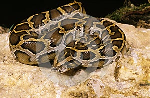 INDIAN PYTHON python molurus, ADULT ON ROCK