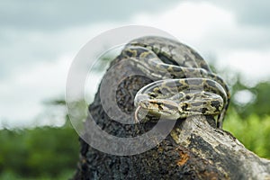 Indian python, Python molurus is a large, nonvenomous python species native to tropical and subtropical regions