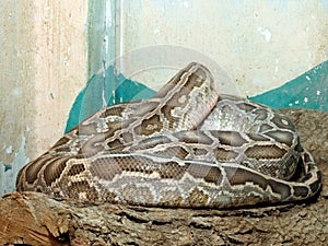 The Indian python (Python molurus), native to tropical and subtropical regions of the Indian subcontinent