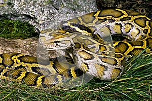 Indian Python, python molurus snake