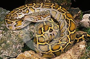 PYTHON MOLURE python molurus