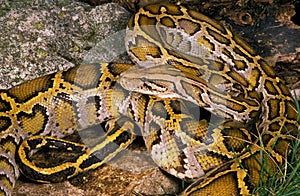 PYTHON MOLURE python molurus
