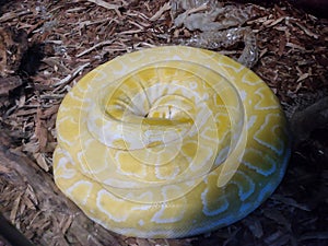 Indian python snake at the zoo