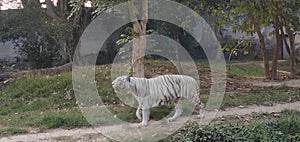 Indian Rare White Tiger