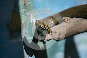 Indian Rat Snake Closeup Macro Shot