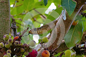 Indian rat snake, dhaman , Ptyas mucosa on fig tree, Pune, Maharashtra. photo