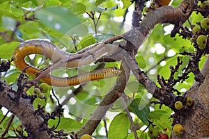 Indian rat snake, dhaman , Ptyas mucosa on fig tree, Pune, Maharashtra.