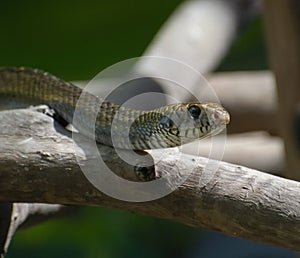 Indian Rat Snake Ptyas mucosa