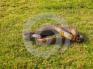 Indian Rat Snake, Ptyas Mucosa. Bhimashankar Wildlife Sanctuary, Maharashtra, India
