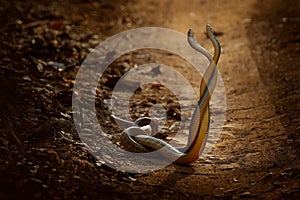 Indian rat snake, Ptyas mucosa. Two non-poisonous Indian snakes entwined in love dance on dusty road of Ranthambore national park,