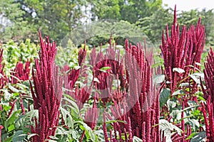 Indian Red Amaranth Field