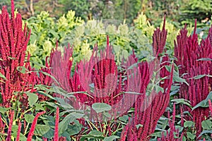 Indian Red and Green Amaranth Field