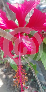 Indian red Hibiscus flower having 5 patel