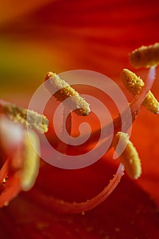 Indian red Lily flower Macro