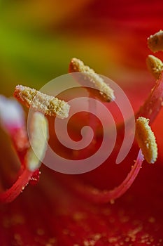 Indian red Lily flower Macro