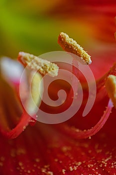 Indian red Lily flower Macro