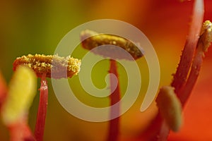 Indian red Lily flower Macro