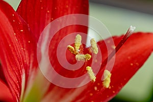 Indian red Lily flower Macro