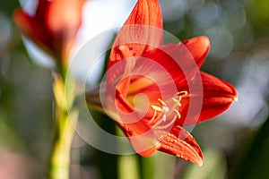Indian red Lily flower Macro
