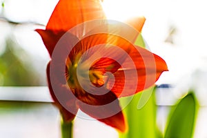 Indian red Lily flower Macro