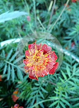 An Indian red and yellow marigold flower with green background in a garden