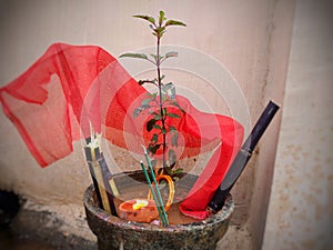 Indian religious culture Tulsi plant is decorated with red cloth and sugarcane for worshipping.